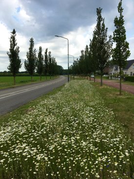 NL Bloeit! 4DAAGSE Cuijk bloemrijke berm 2017