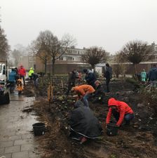 Wilde plantenborder Nijmegen