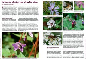 Planten van hier