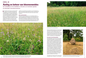 Planten van hier